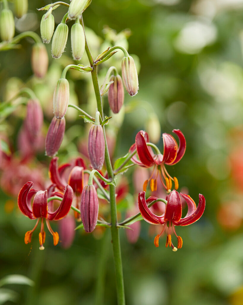 Krollija-Lilium Martagon Claude Shride 1-pakning NYHET